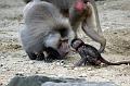 2010-08-24 (645) Aanranding en mishandeling gebeurd ook in de apenwereld